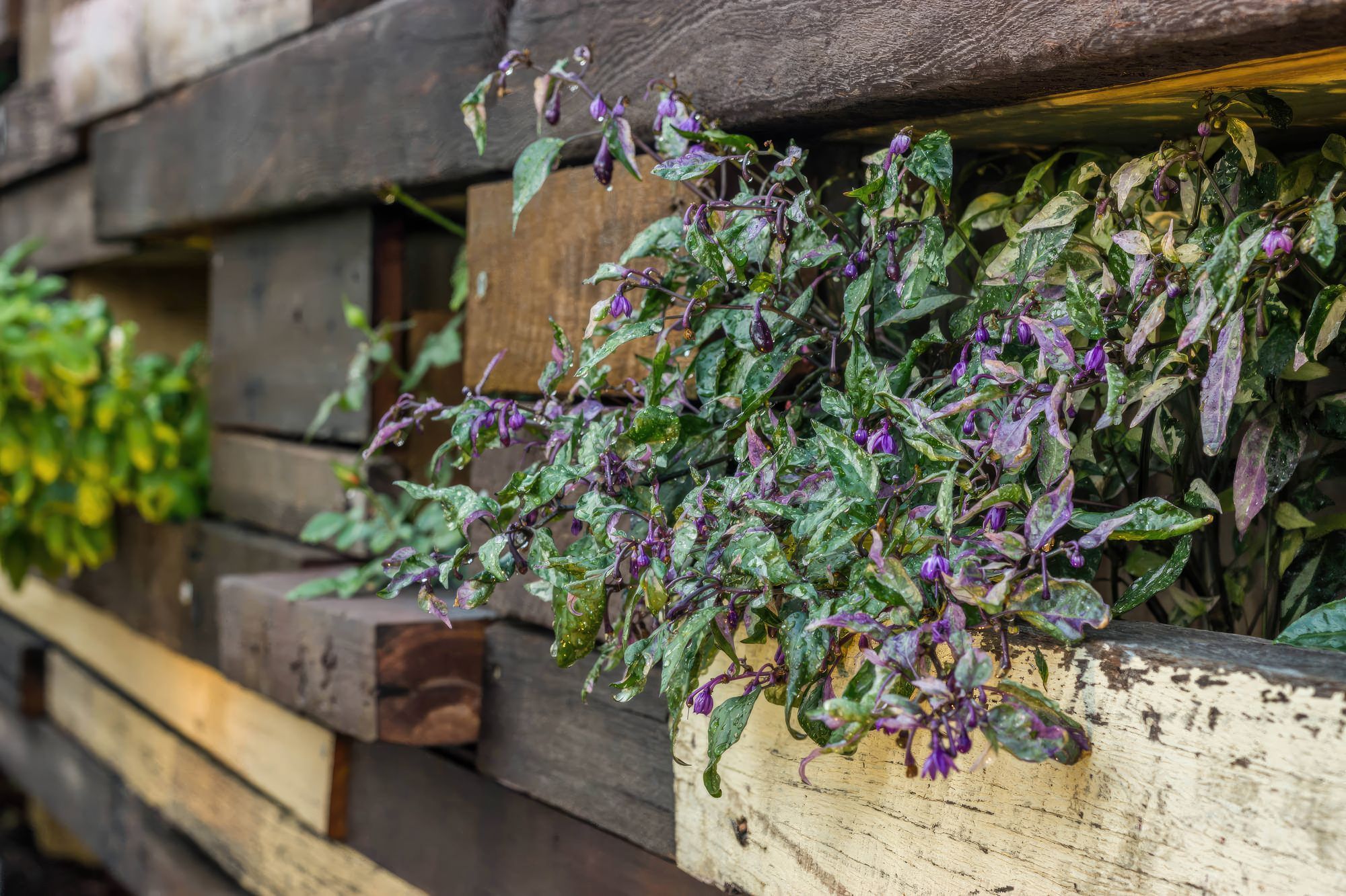 up13-Cooks-Hill-NSW-garden-fix-standard-scale-200x.jpg