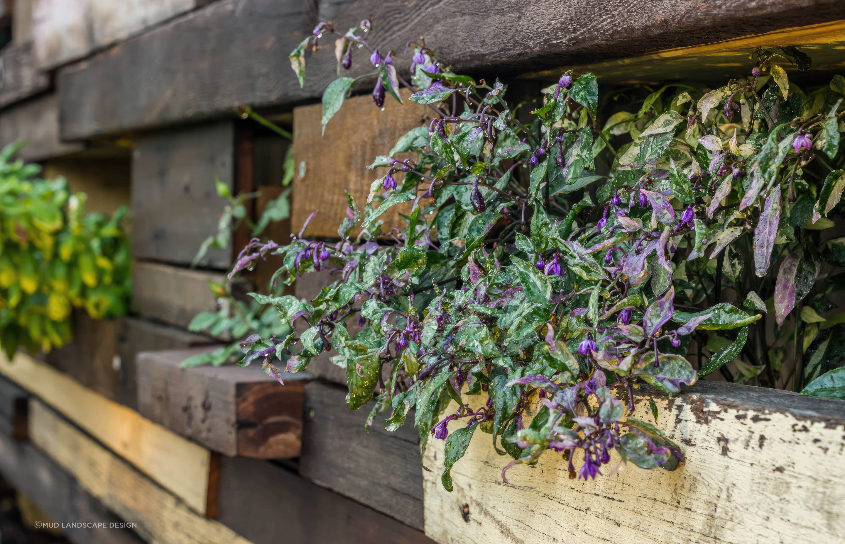 up13-Cooks-Hill-NSW-garden-fix-standard-scale-200x.jpg