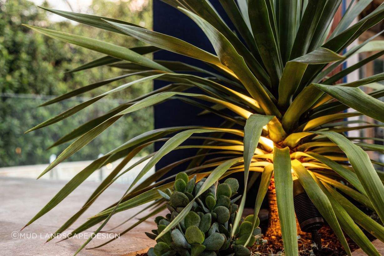 upBar-Beach-Urban-Oasis-Native-plant-garden-scaled-fix-standard-scale-200x.jpg