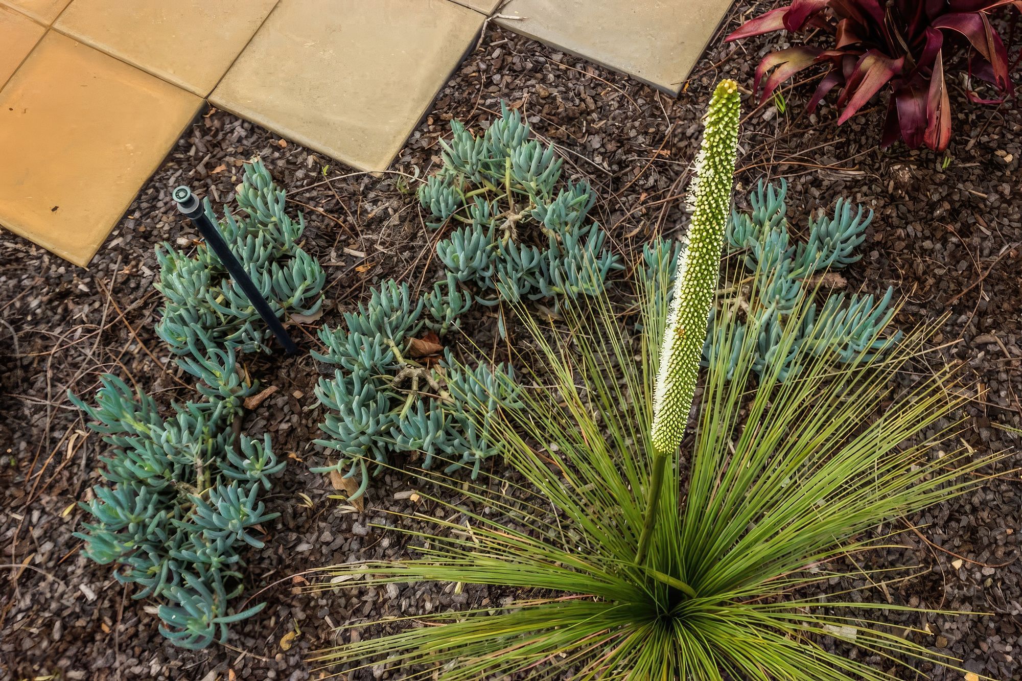 upNelson-Bay-Landscape-Design-11-MUD-Landscape-Design-1024x683-fix-standard-scale-200x.jpg