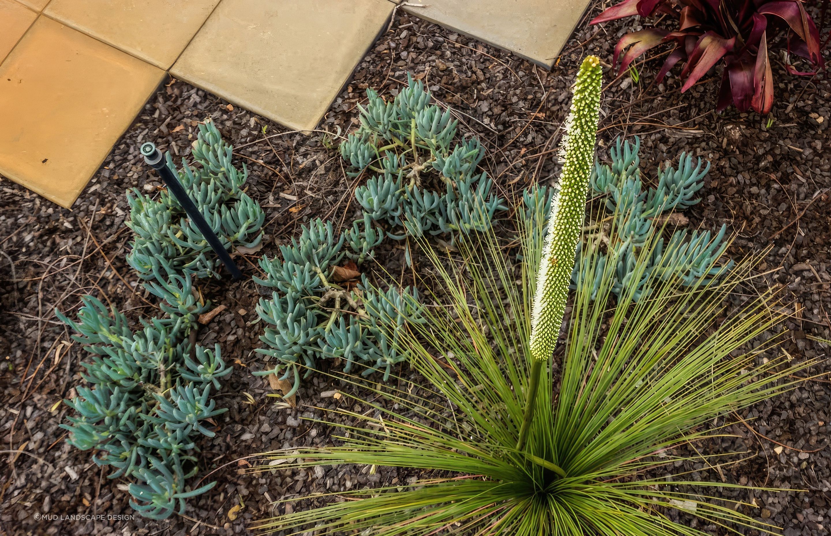 upNelson-Bay-Landscape-Design-11-MUD-Landscape-Design-1024x683-fix-standard-scale-200x.jpg