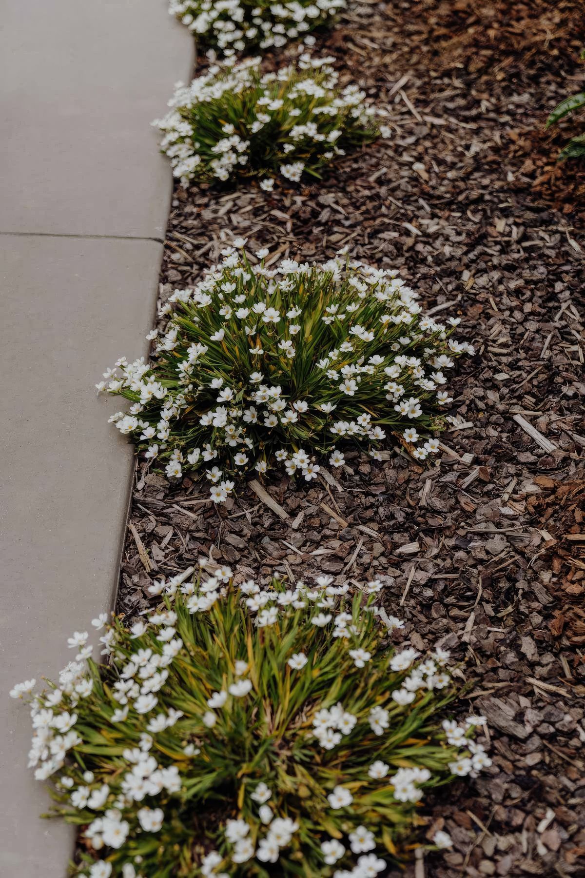 uponsite-landscaping-pukekohe-project-five-12-fix-standard-scale-200x.jpg