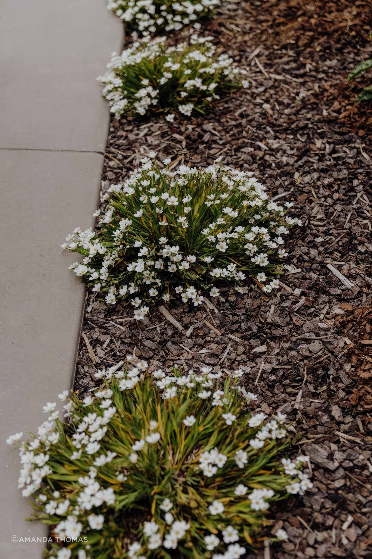 uponsite-landscaping-pukekohe-project-five-12-fix-standard-scale-200x.jpg
