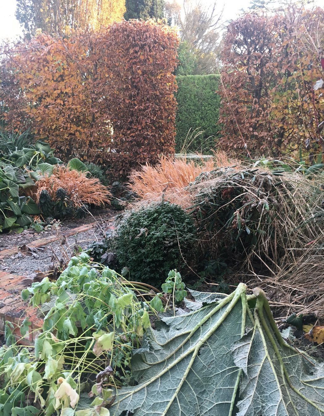 Shirley Garden
