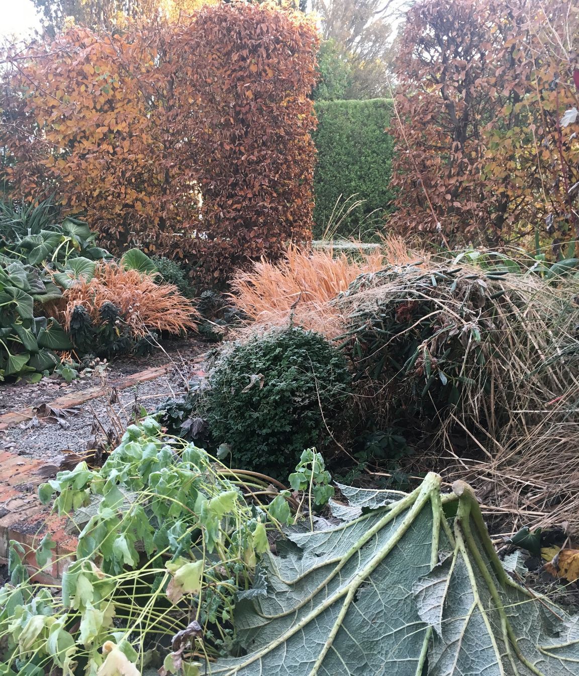 Shirley Garden