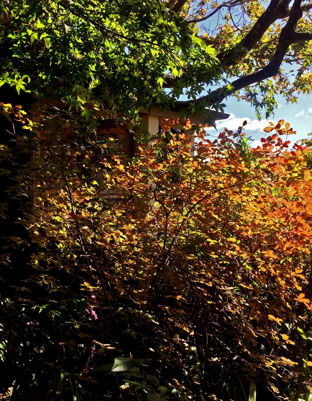 two houses and a shared garden