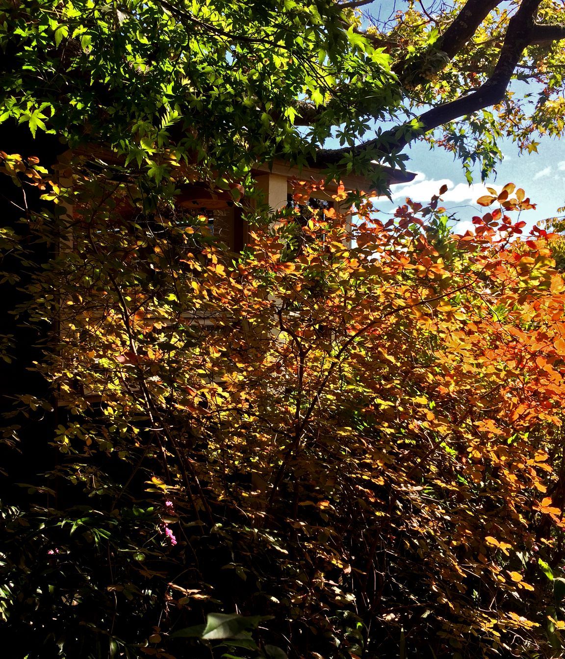 two houses and a shared garden
