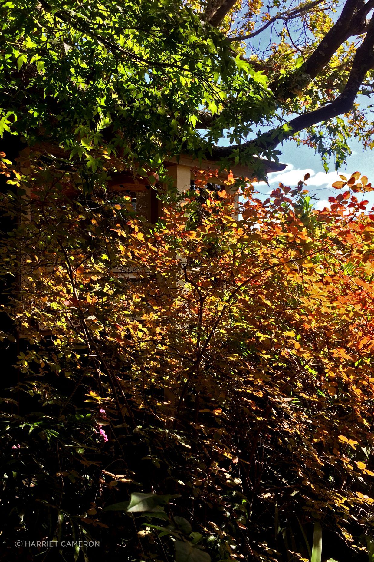 two houses and a shared garden
