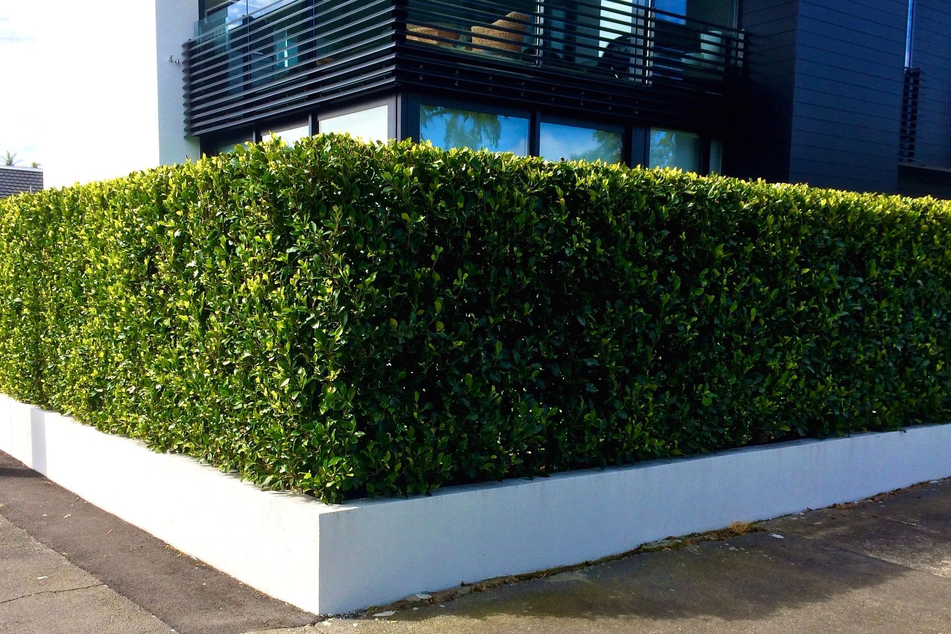AFTER - An instant hedge provides both immediate privacy and softening of the hardscape for this high-profile, corner site.