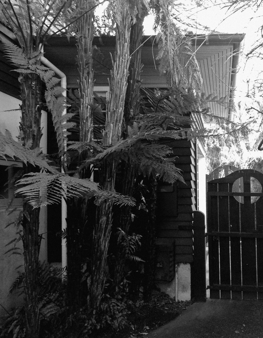 two houses and a shared garden