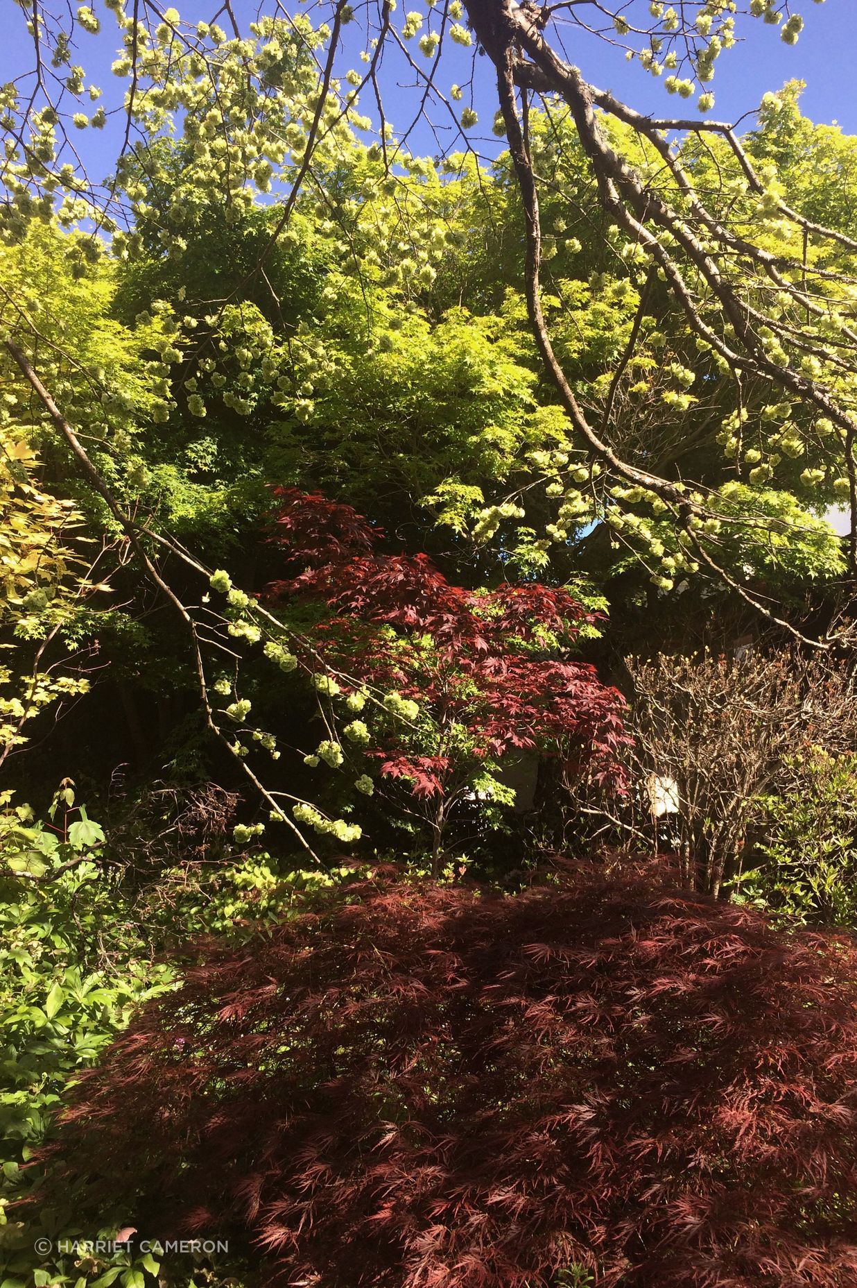two houses and a shared garden
