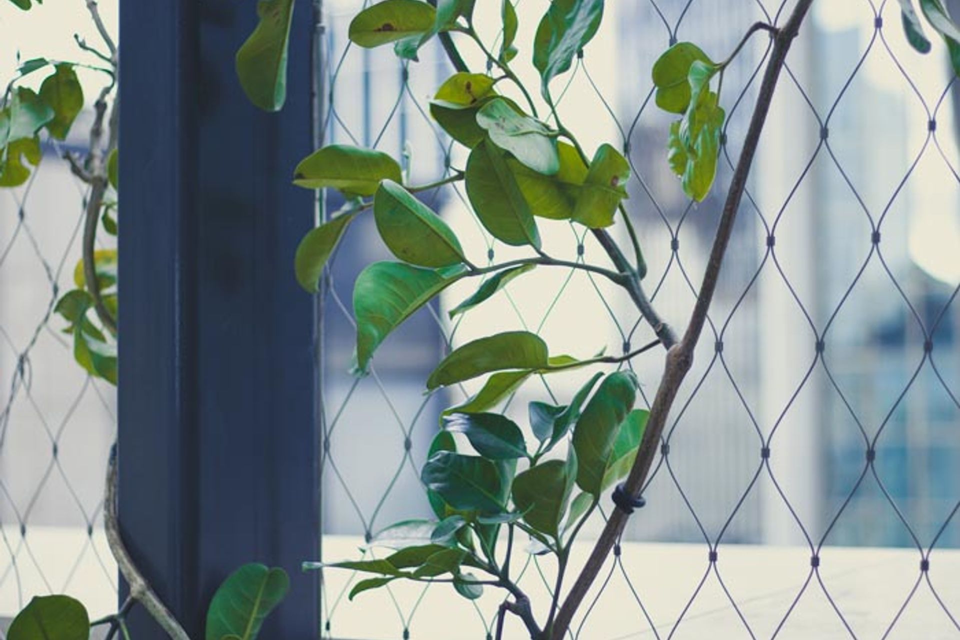 PWC Skydeck foliage screen