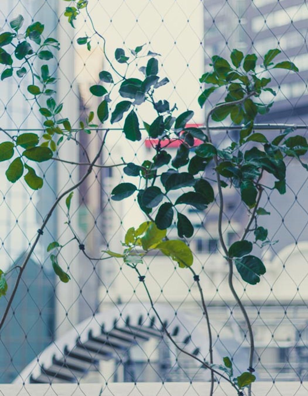 PWC Skydeck foliage screen