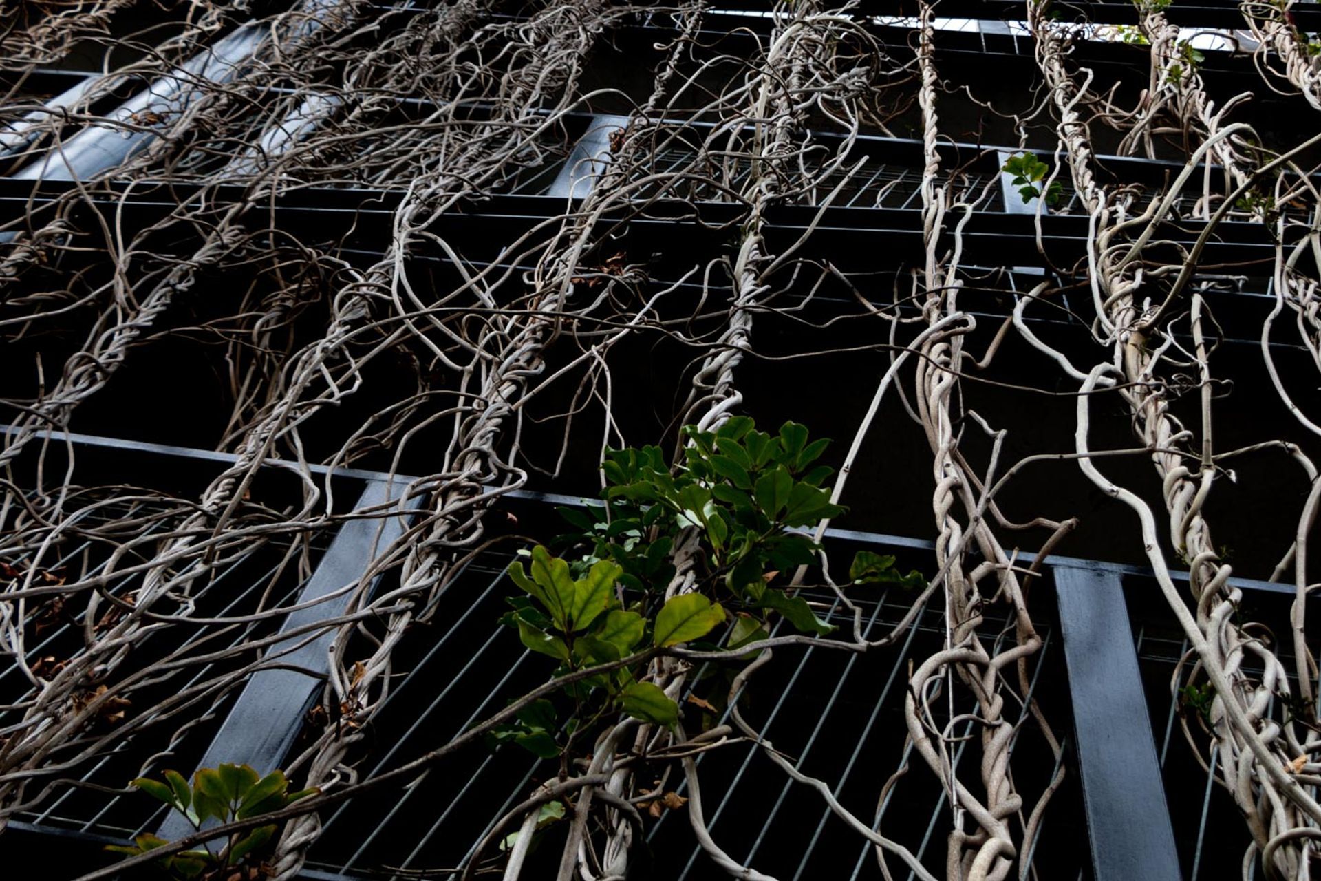 Fred Thomas Drive Carpark - Foliage growing wires