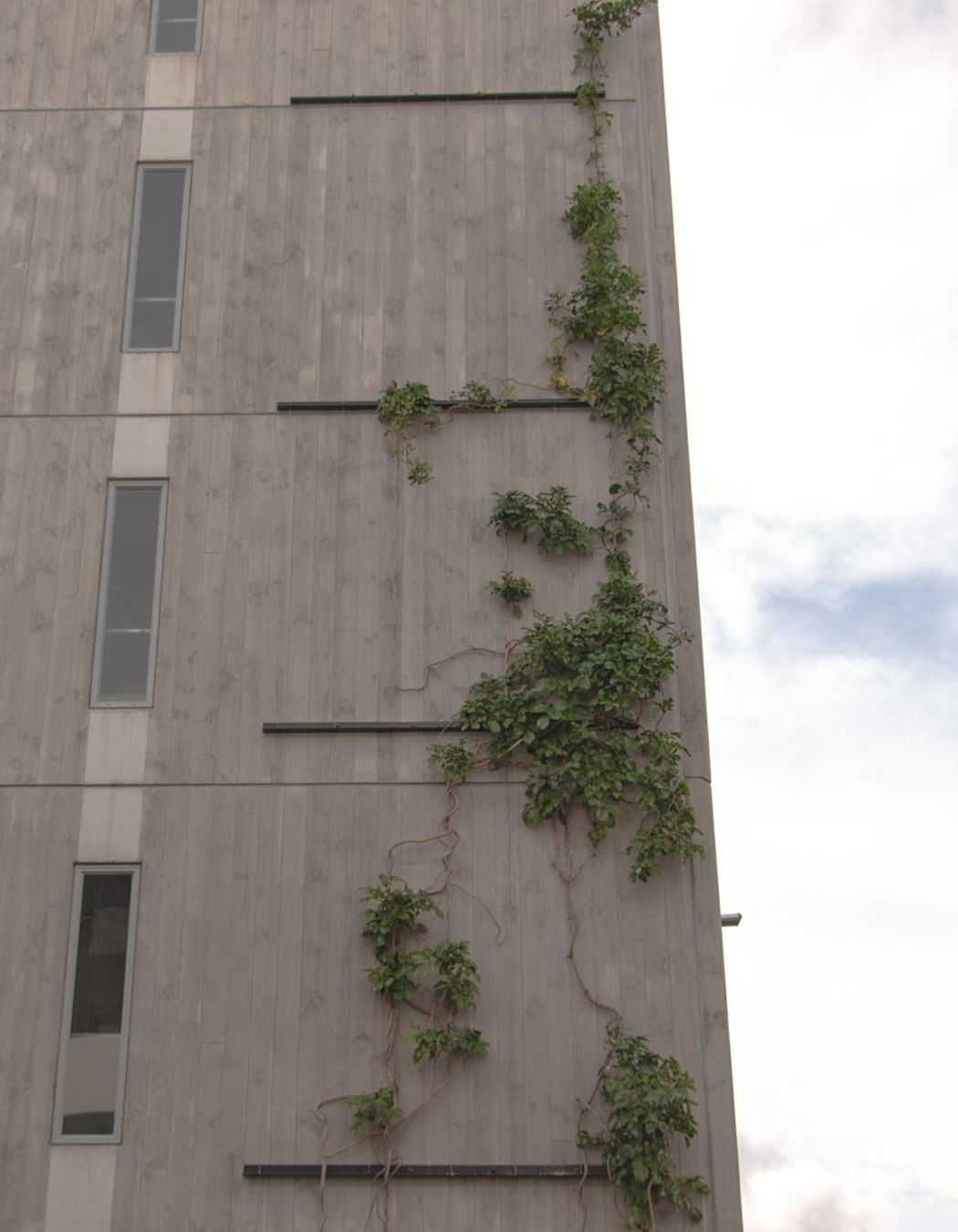 Fred Thomas Drive Carpark - Foliage growing wires
