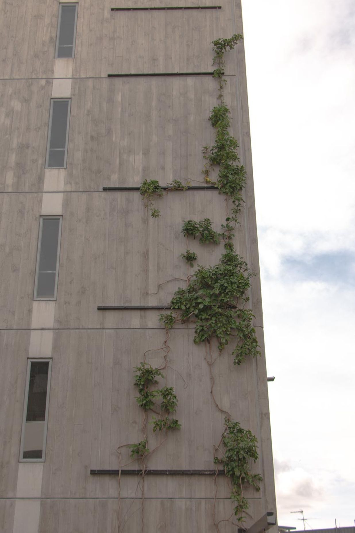 Fred Thomas Drive Carpark - Foliage growing wires