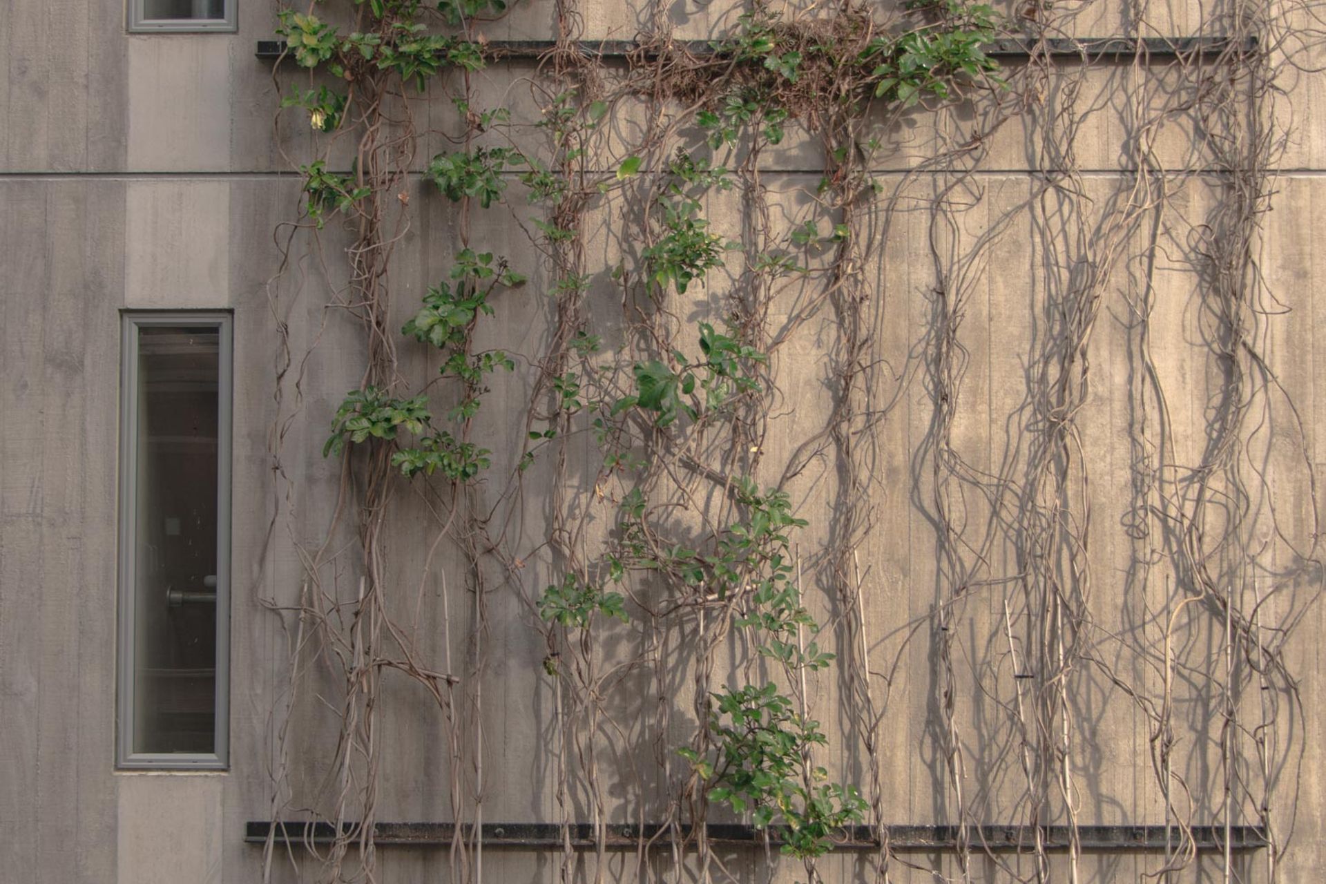 Fred Thomas Drive Carpark - Foliage growing wires
