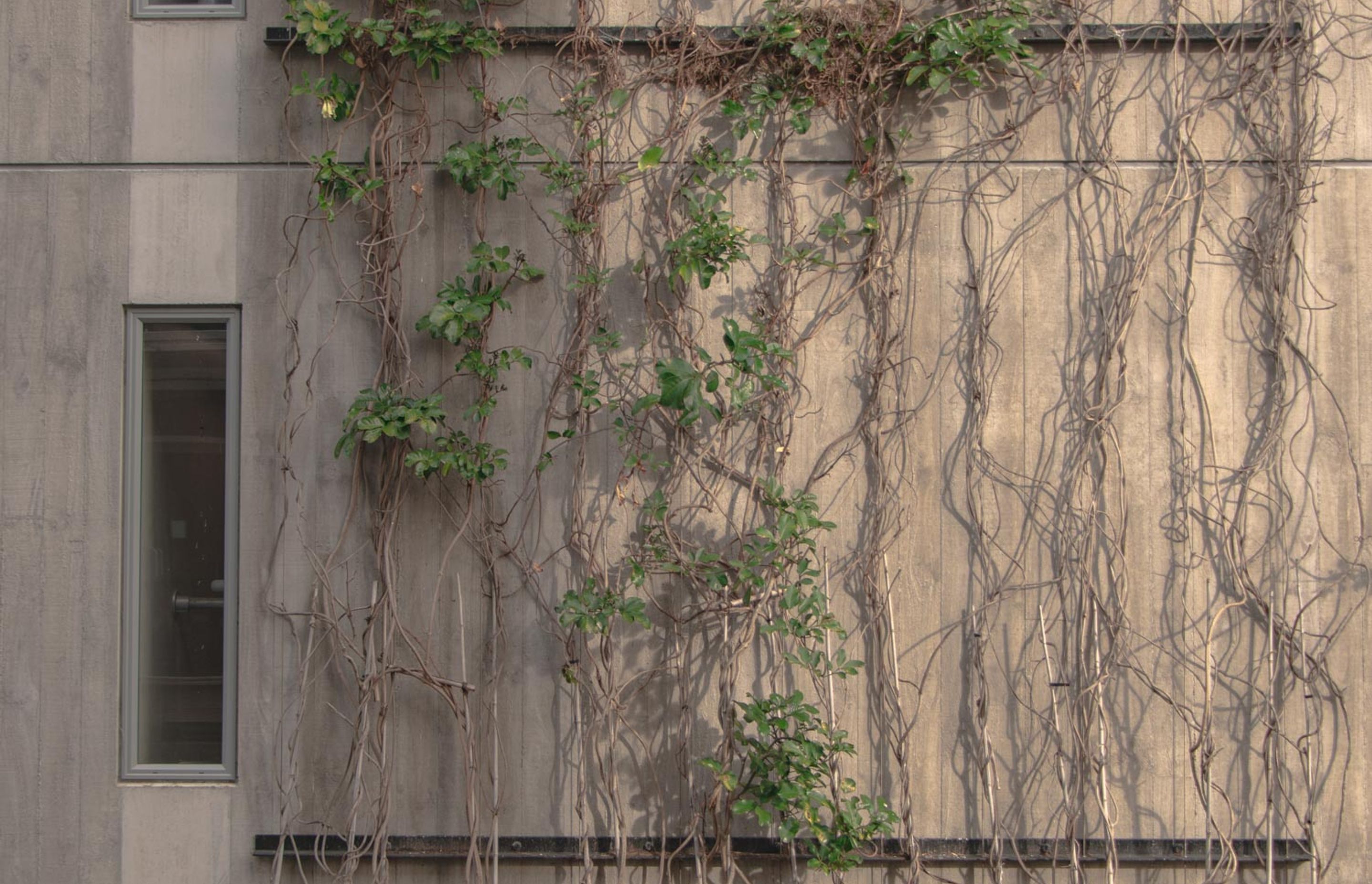 Fred Thomas Drive Carpark - Foliage growing wires