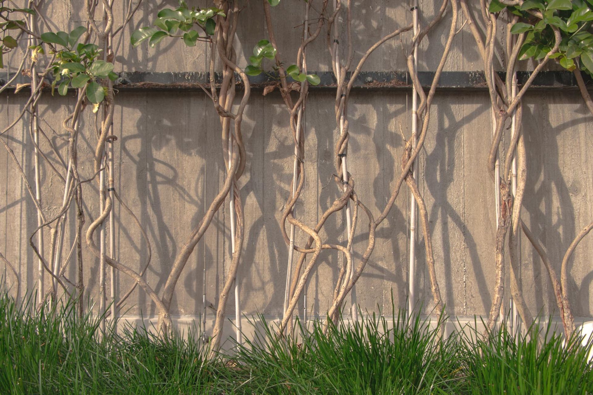 Fred Thomas Drive Carpark - Foliage growing wires
