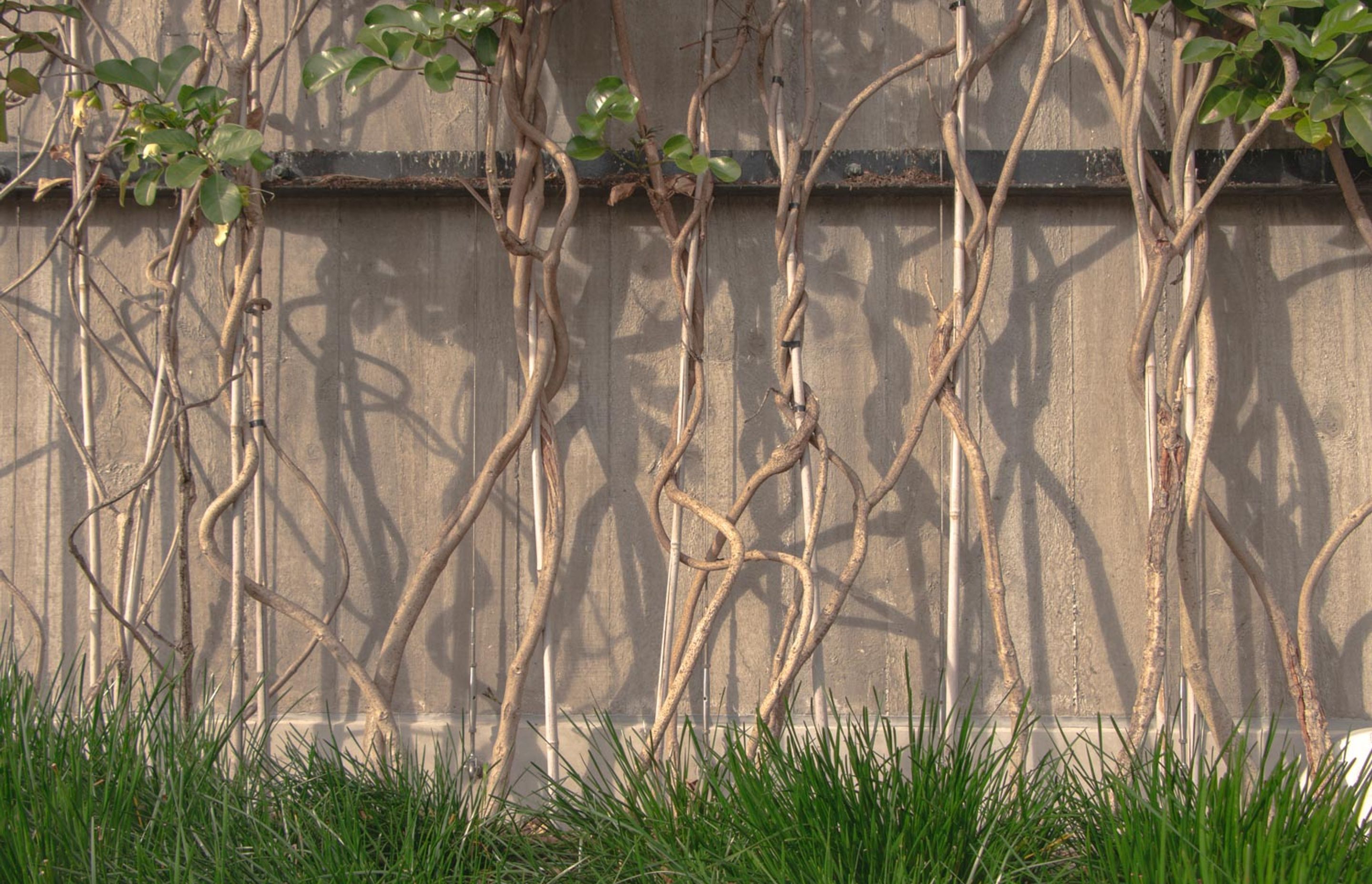 Fred Thomas Drive Carpark - Foliage growing wires