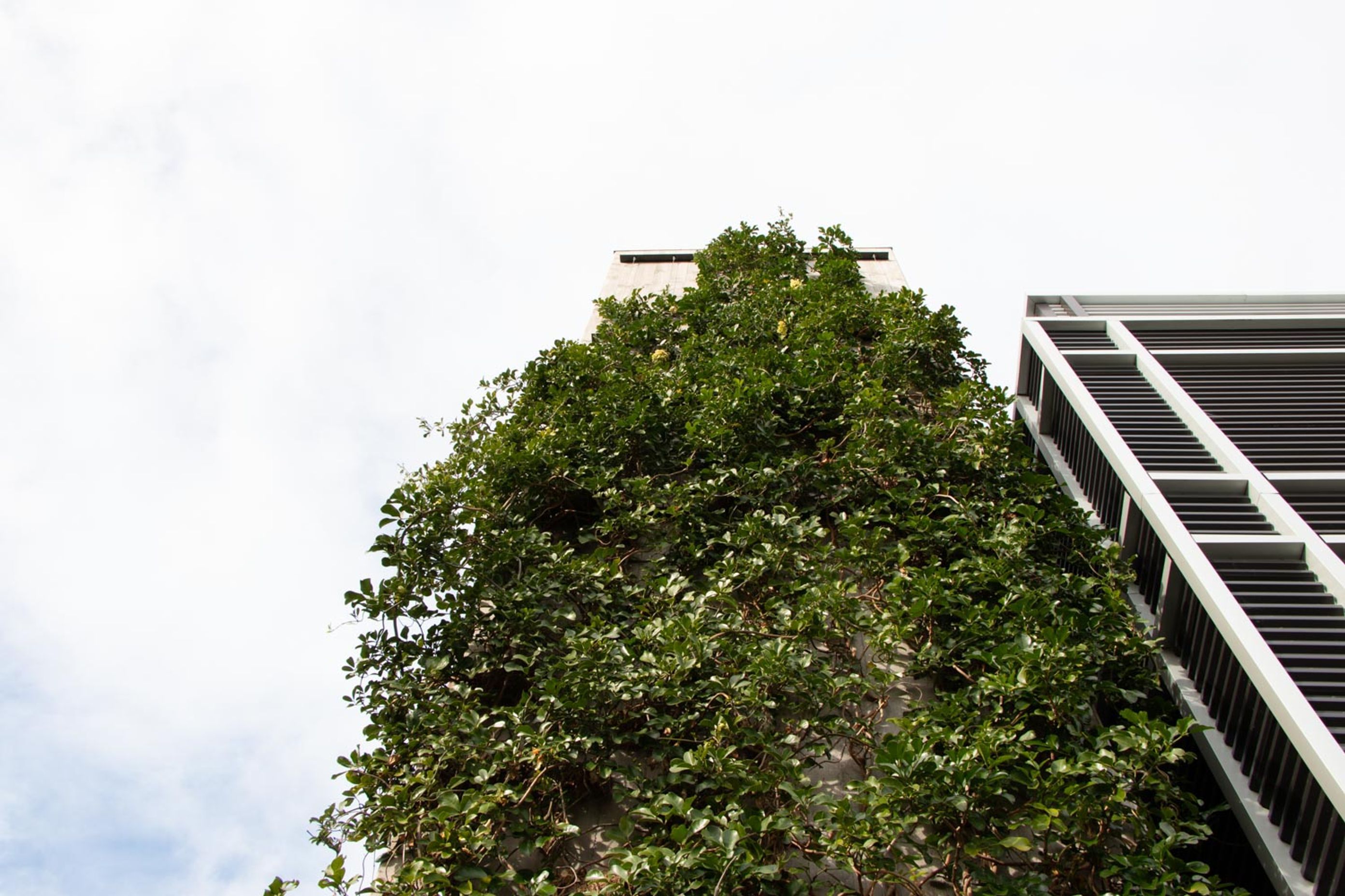 Fred Thomas Drive Carpark - Foliage growing wires