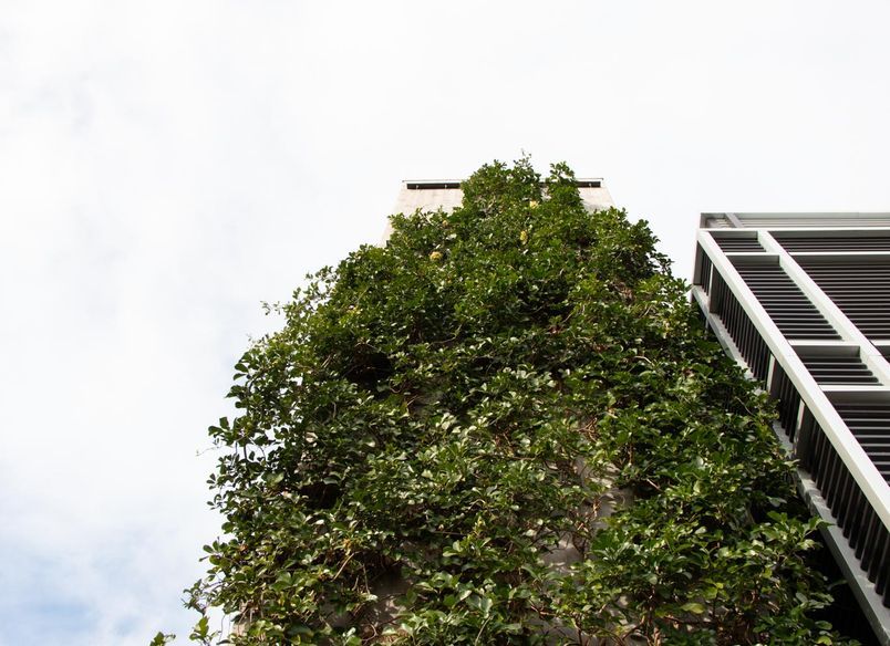 Fred Thomas Drive Carpark - Foliage growing wires