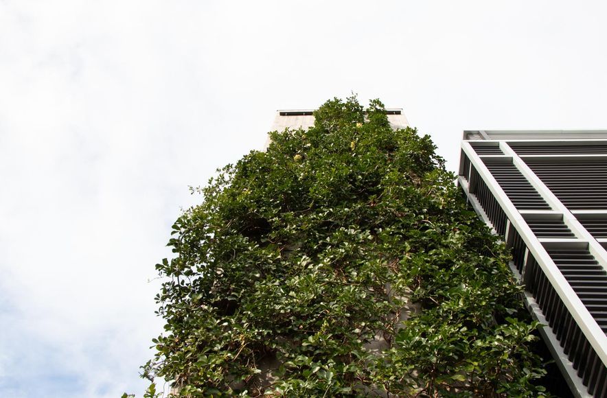Fred Thomas Drive Carpark - Foliage growing wires