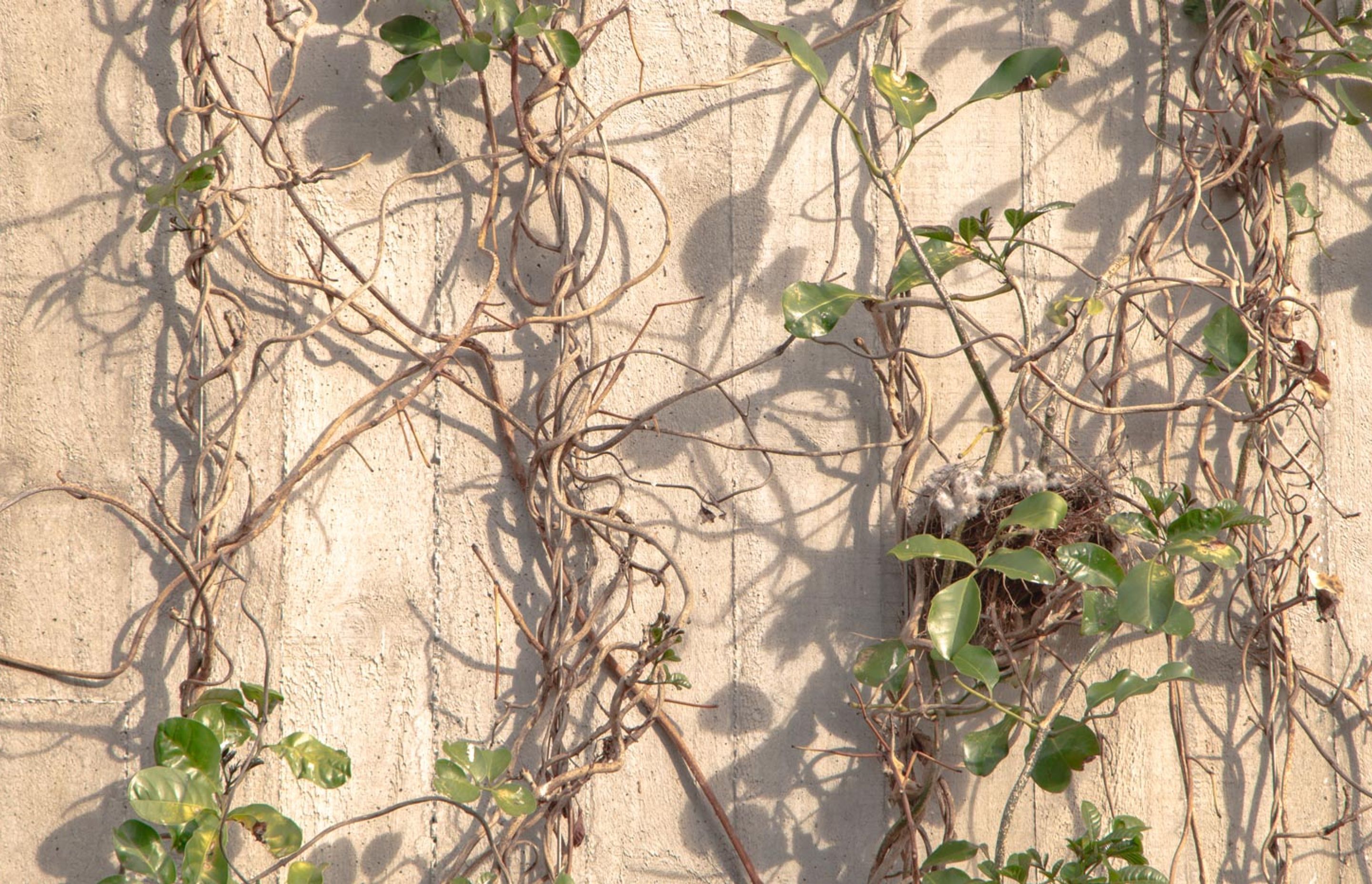 Fred Thomas Drive Carpark - Foliage growing wires