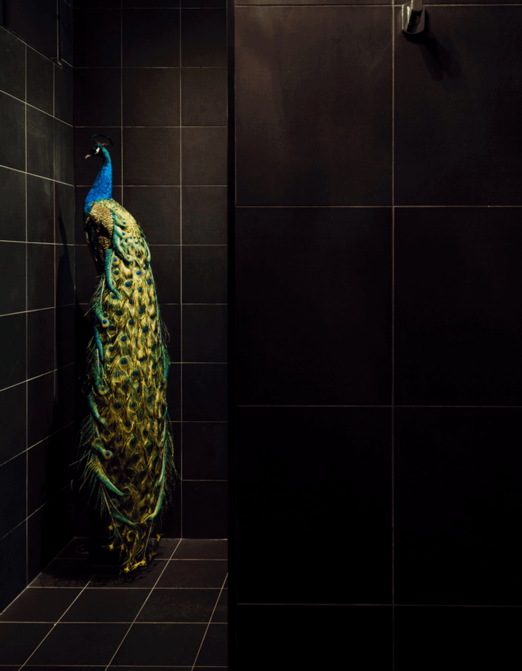 Photography: Paul Mcmahon