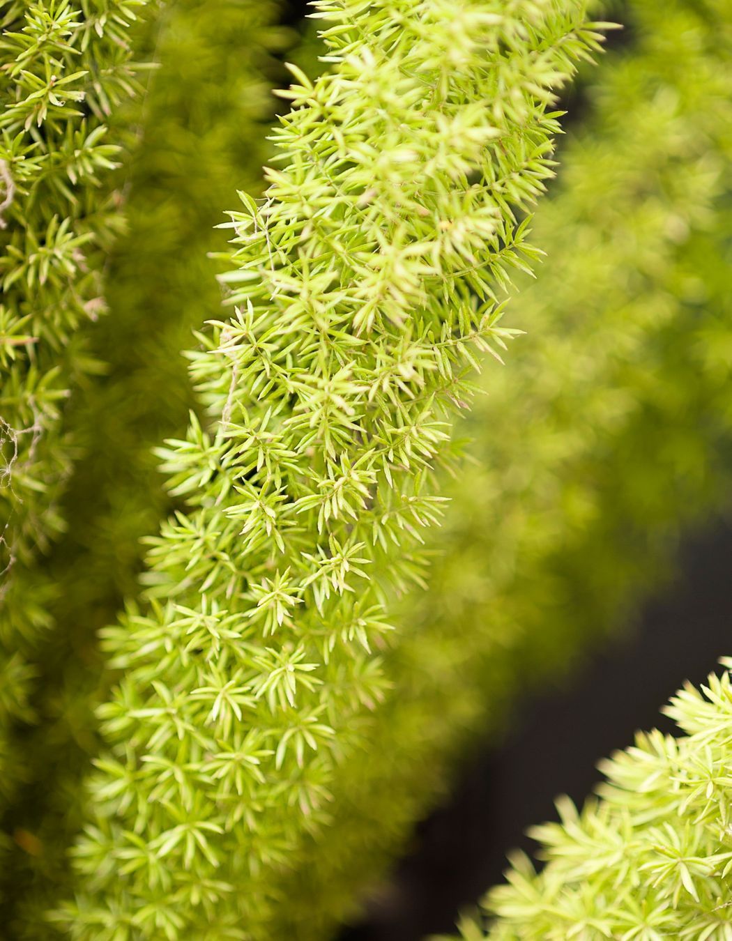 Photography: Paolo Benini