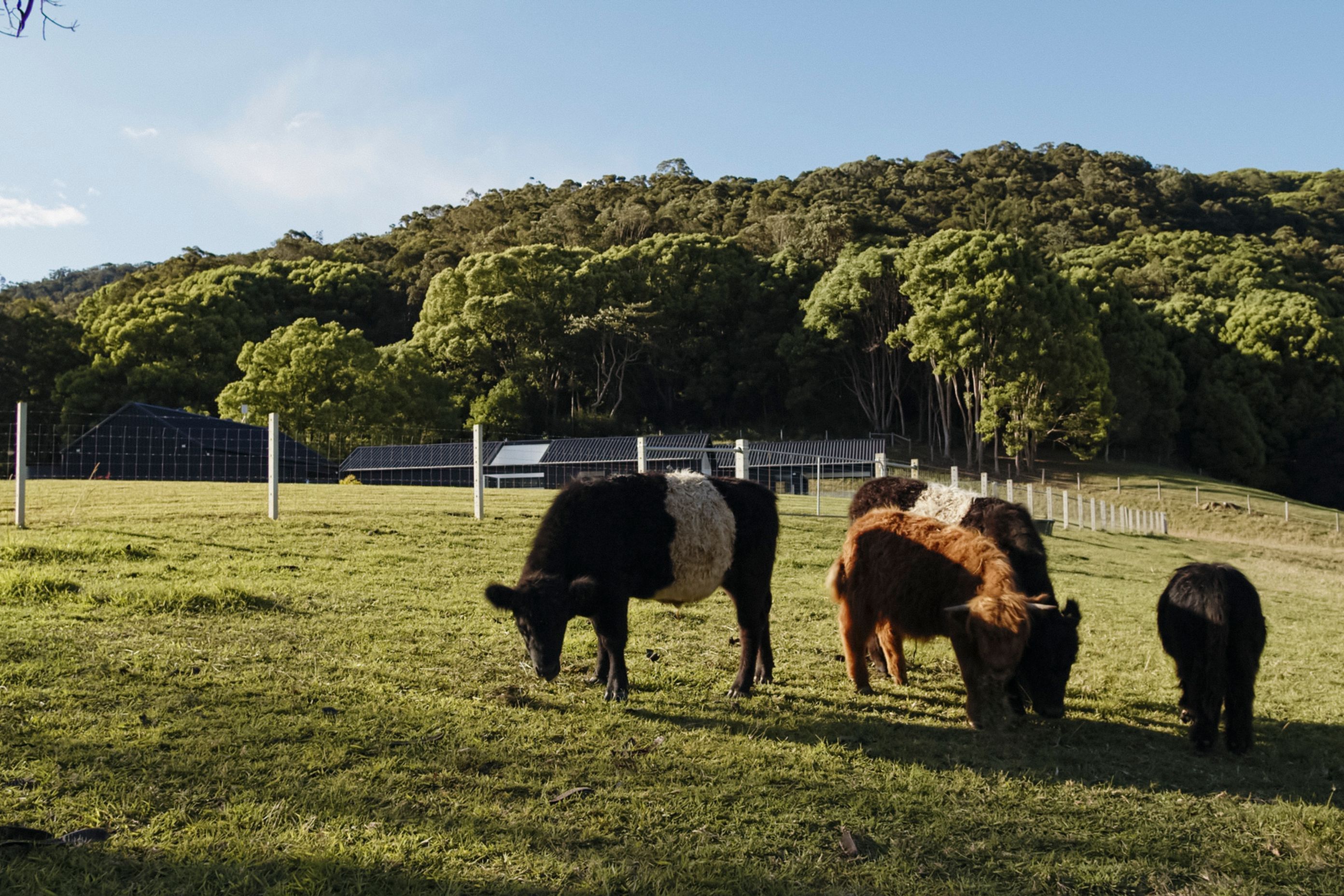Audrey's Farm