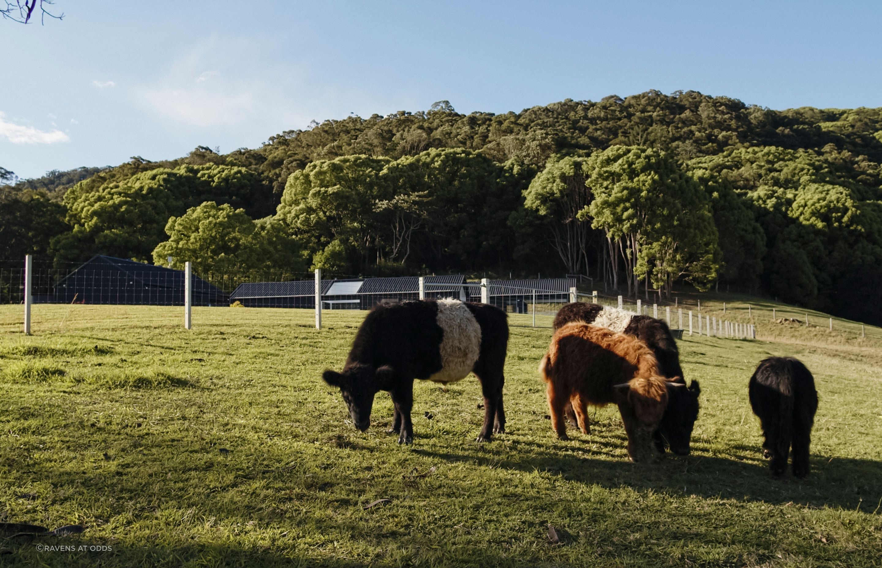 Audrey's Farm