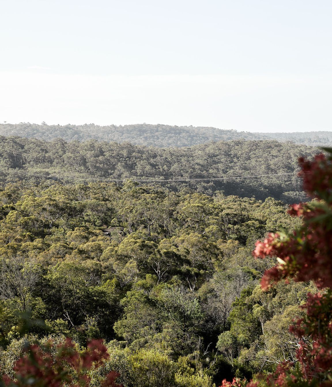 HornsbyHeights-27112020-33-min.jpg