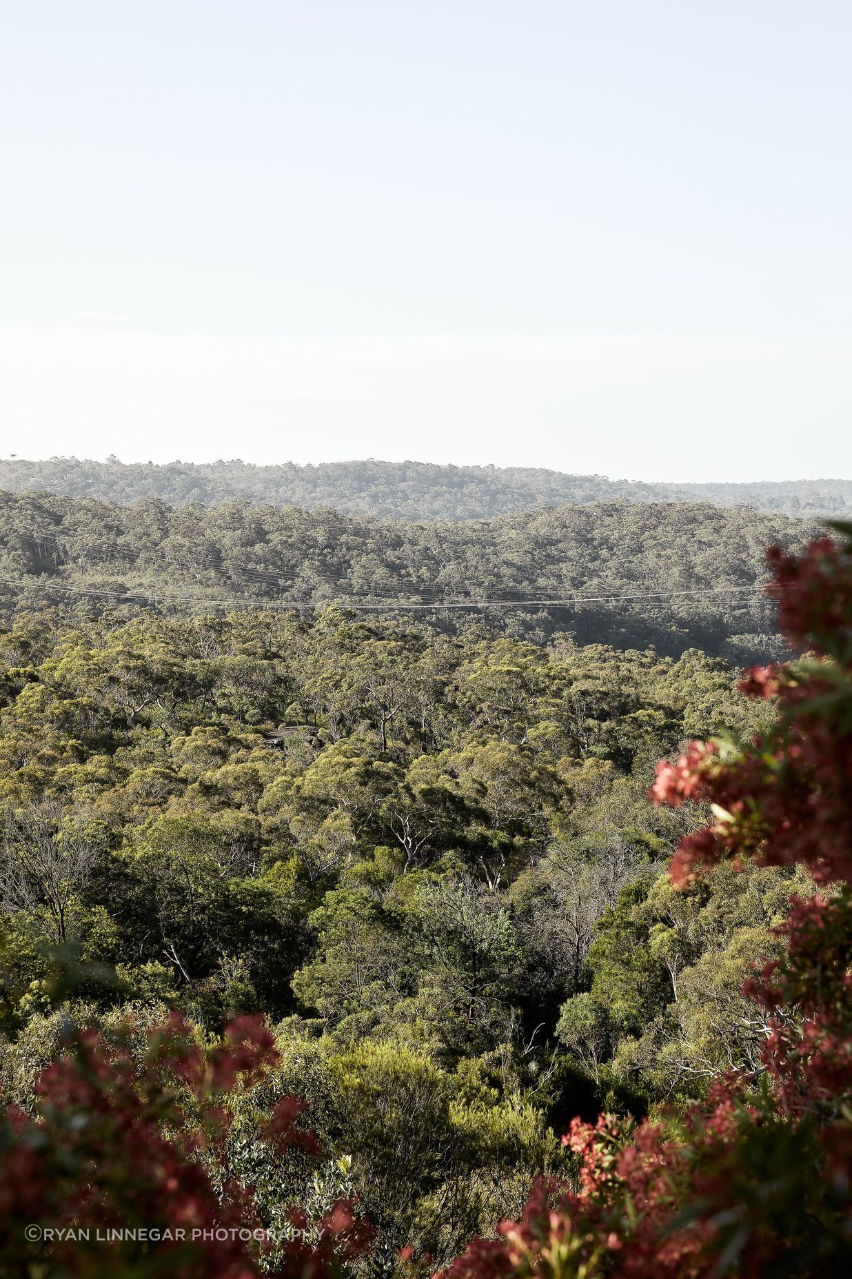 HornsbyHeights-27112020-33-min.jpg
