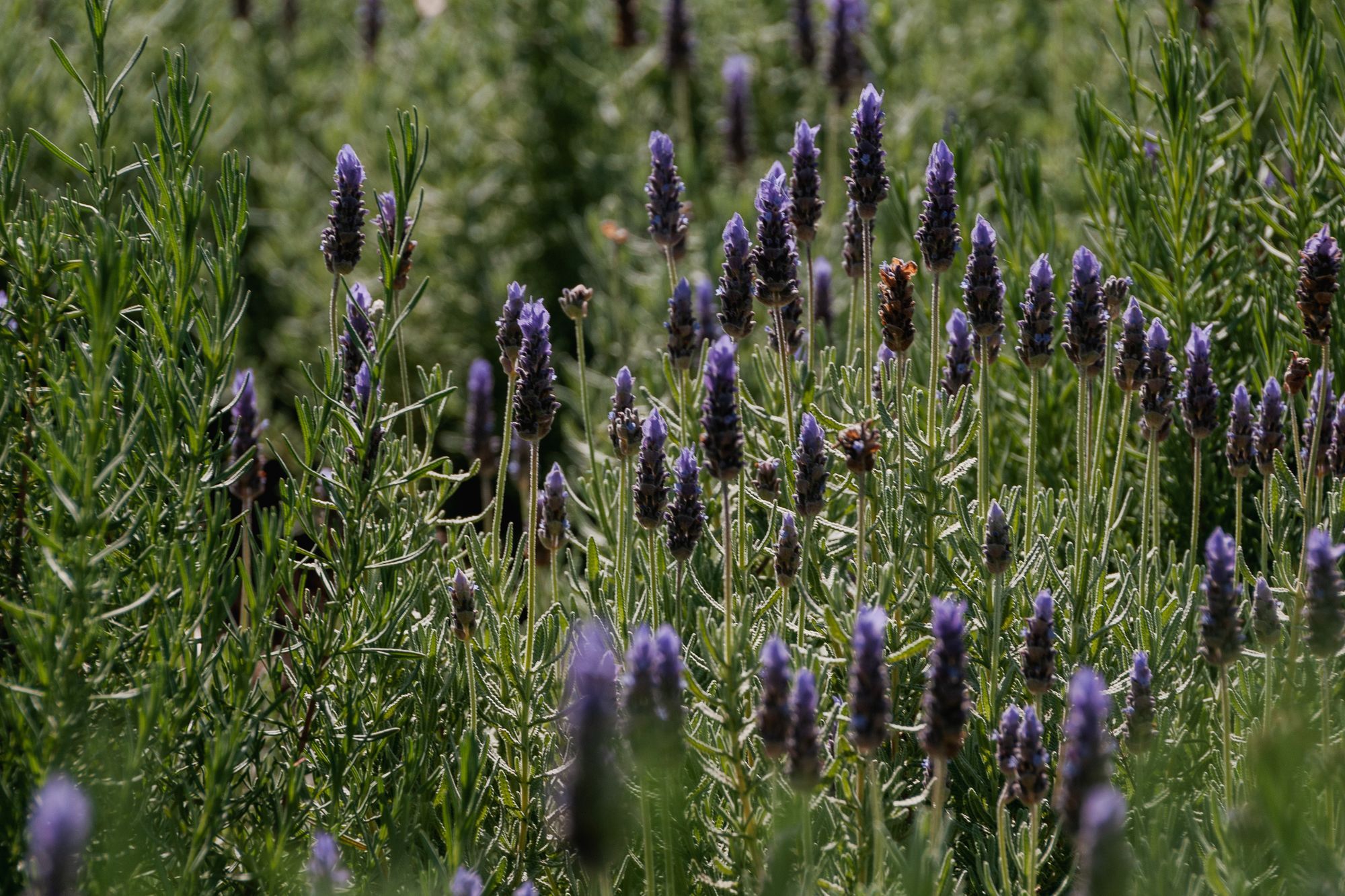 The Faithfull House &amp; Garden