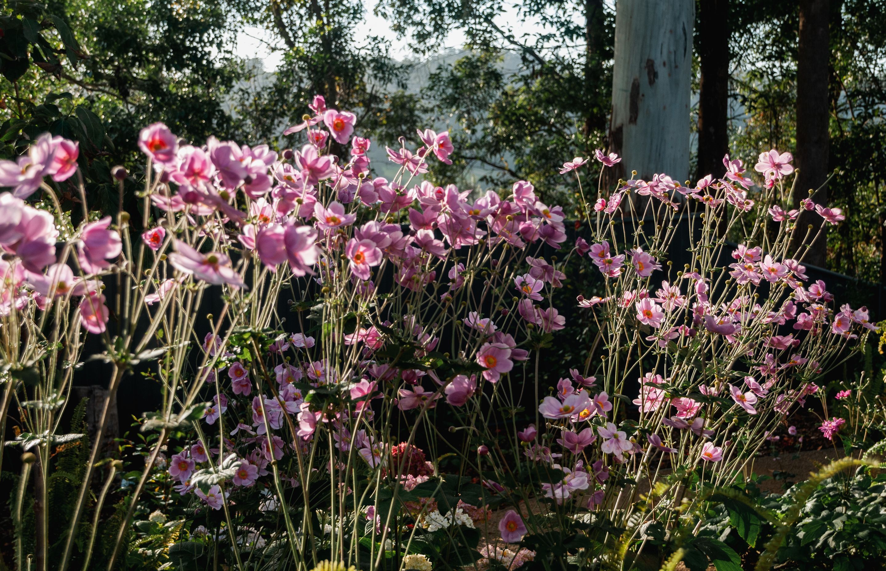 The Faithfull House &amp; Garden