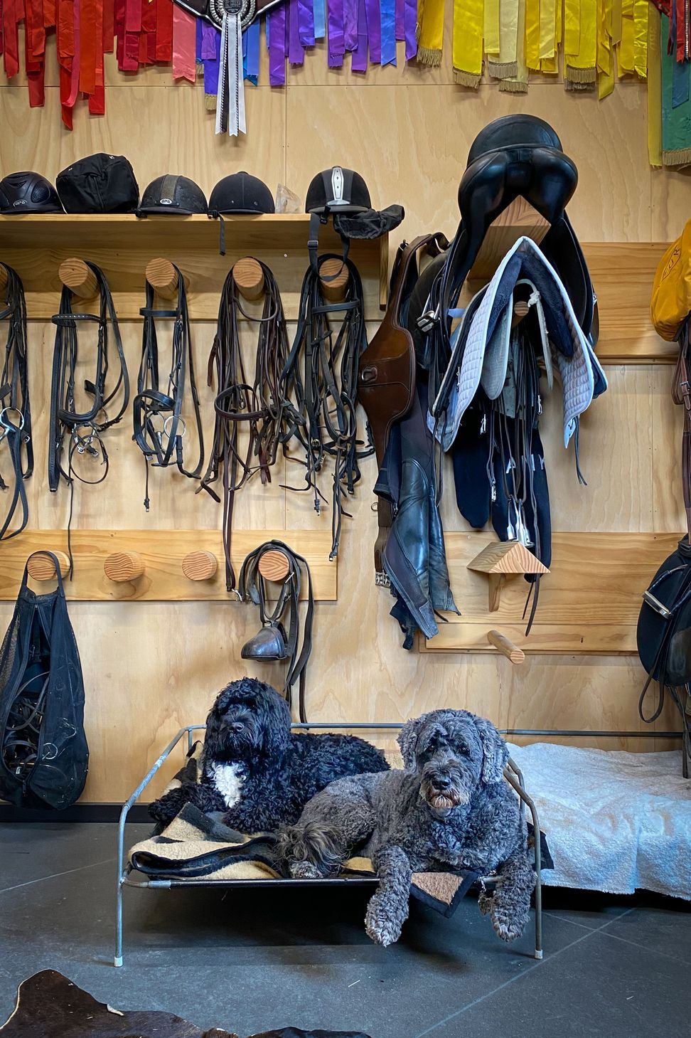 Karaka Country Stables