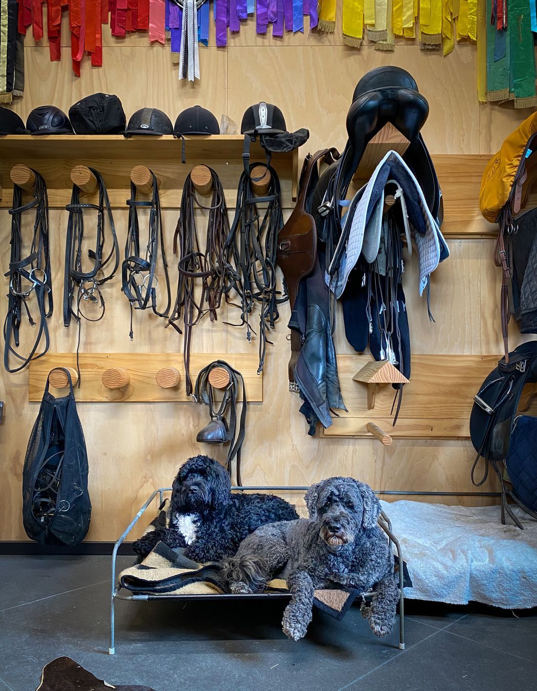 Karaka Country Stables