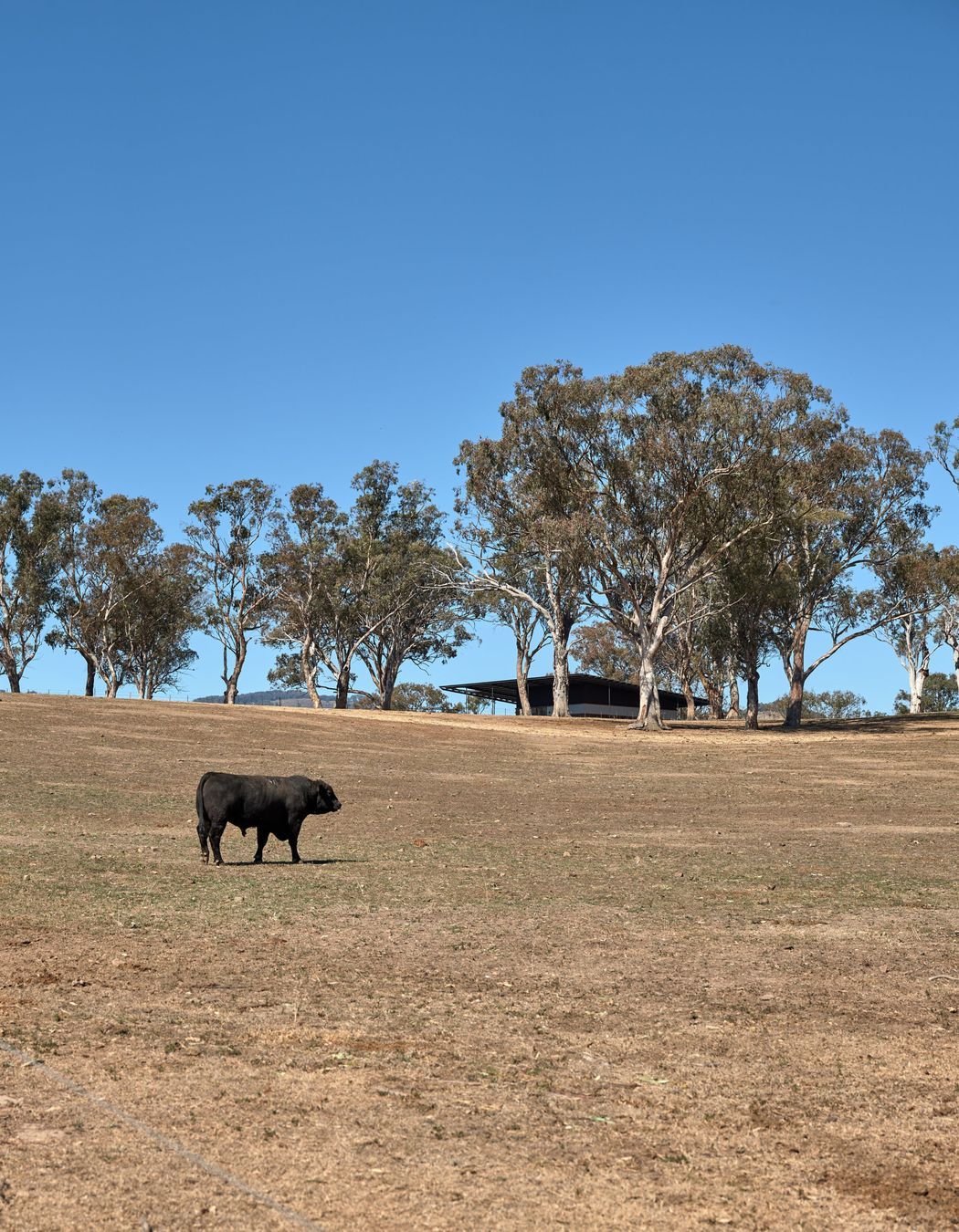 Upside Down Akubra House