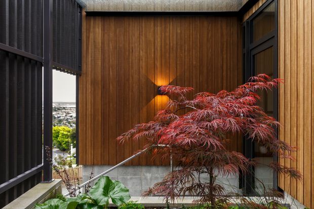 A compact, sheltered architectural courtyard or entry garden framed by dark metal screening and warm vertical timber cladding. A red Japanese maple and broad-leaf planting soften the space, while concrete blockwork, black-framed glazing, a stair rail, and a warm wall light provide strong contemporary architectural detailing. A suburban city view is visible through the opening.