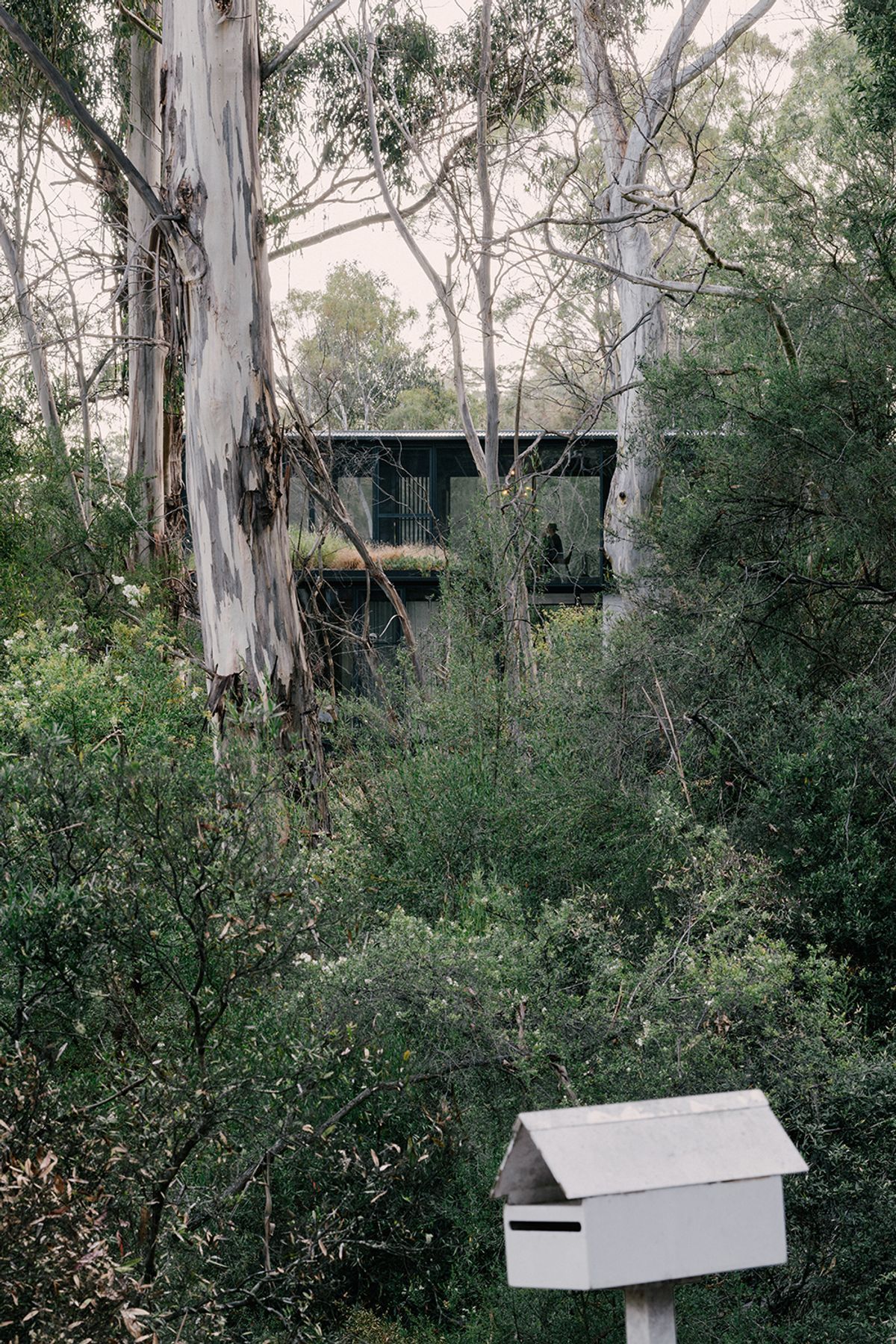 te2412ArchierTaroona027.jpg