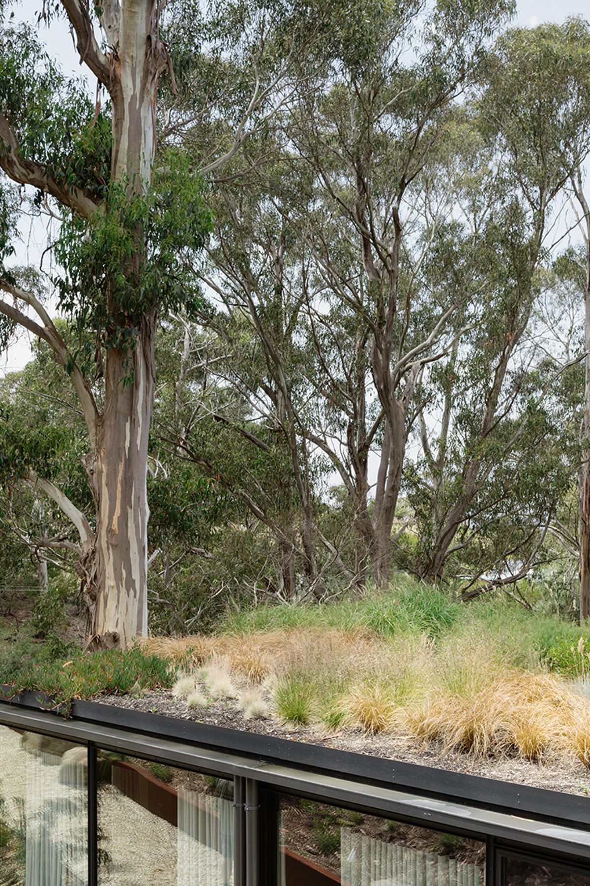 te2412ArchierTaroona035.jpg