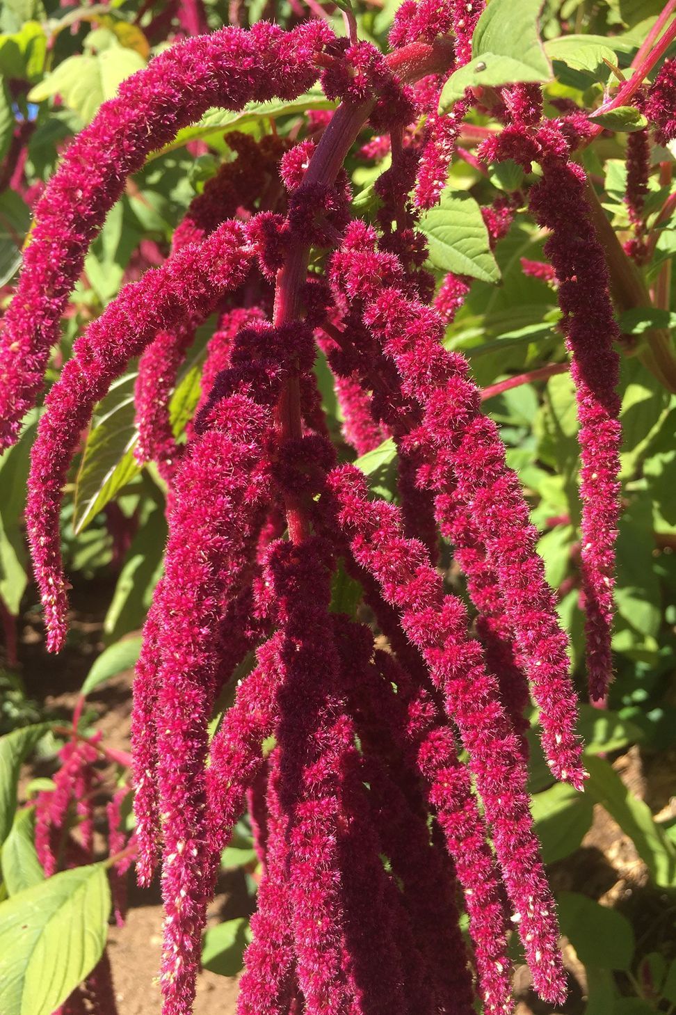 Amaranth