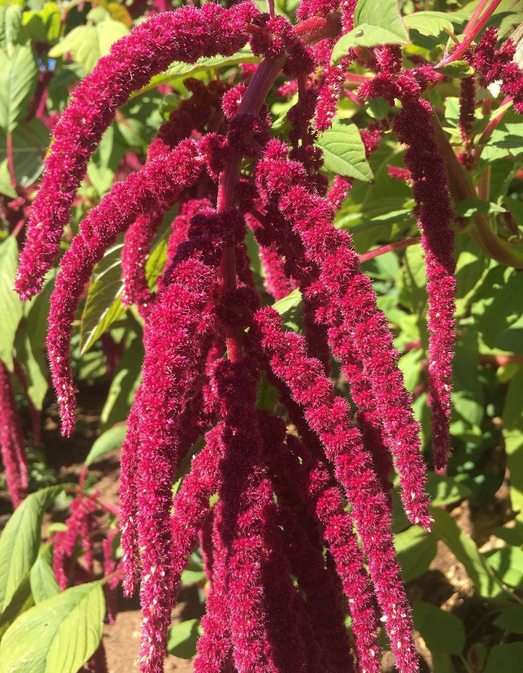 Amaranth
