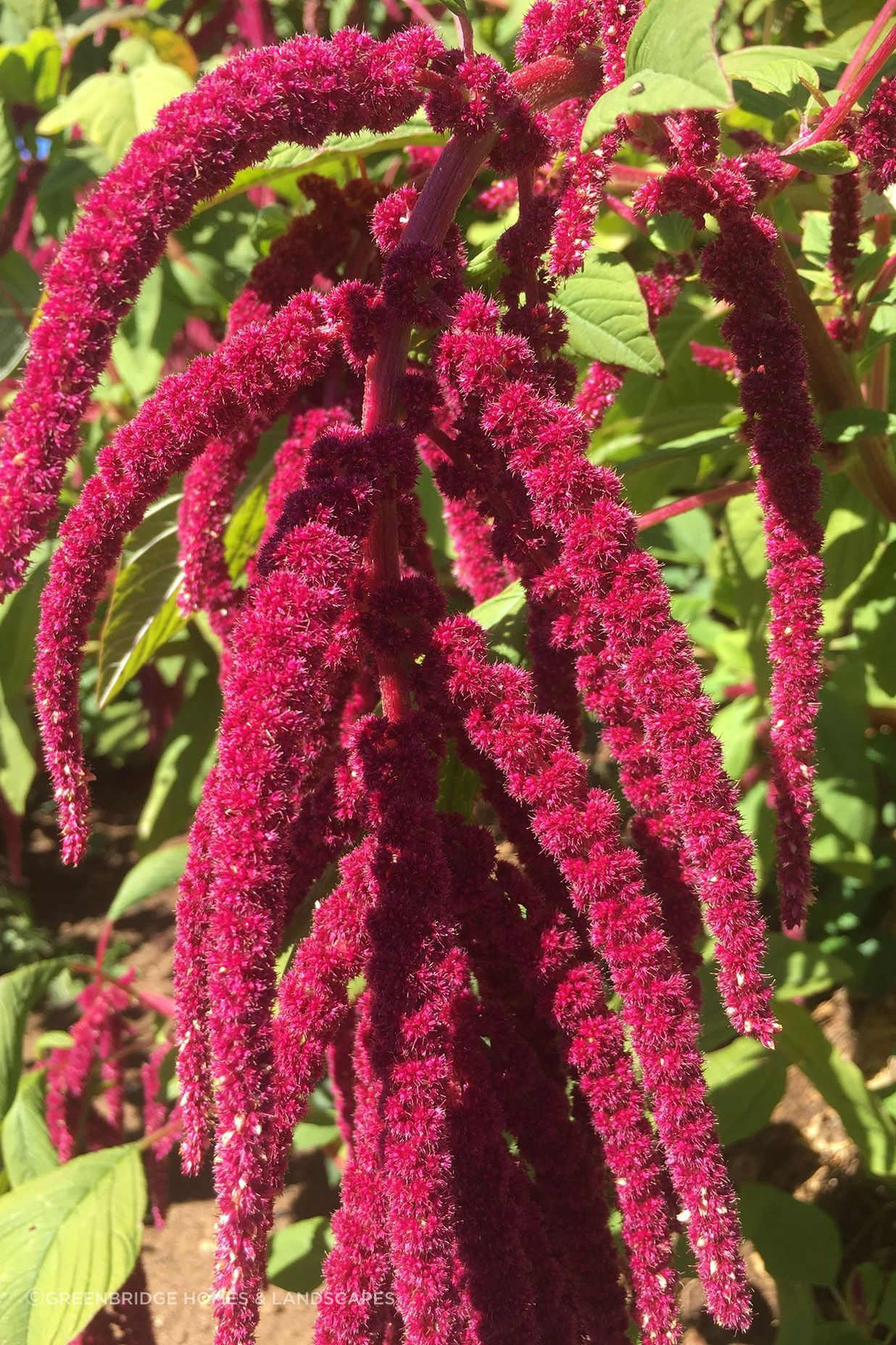 Amaranth