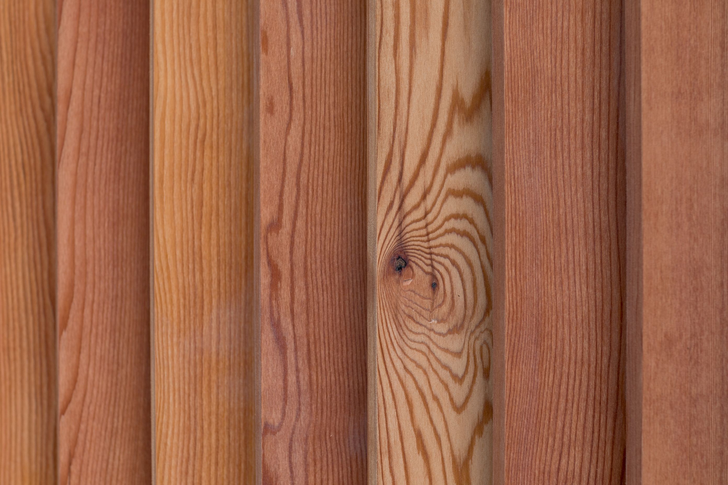 Macrocarpa Masterpiece