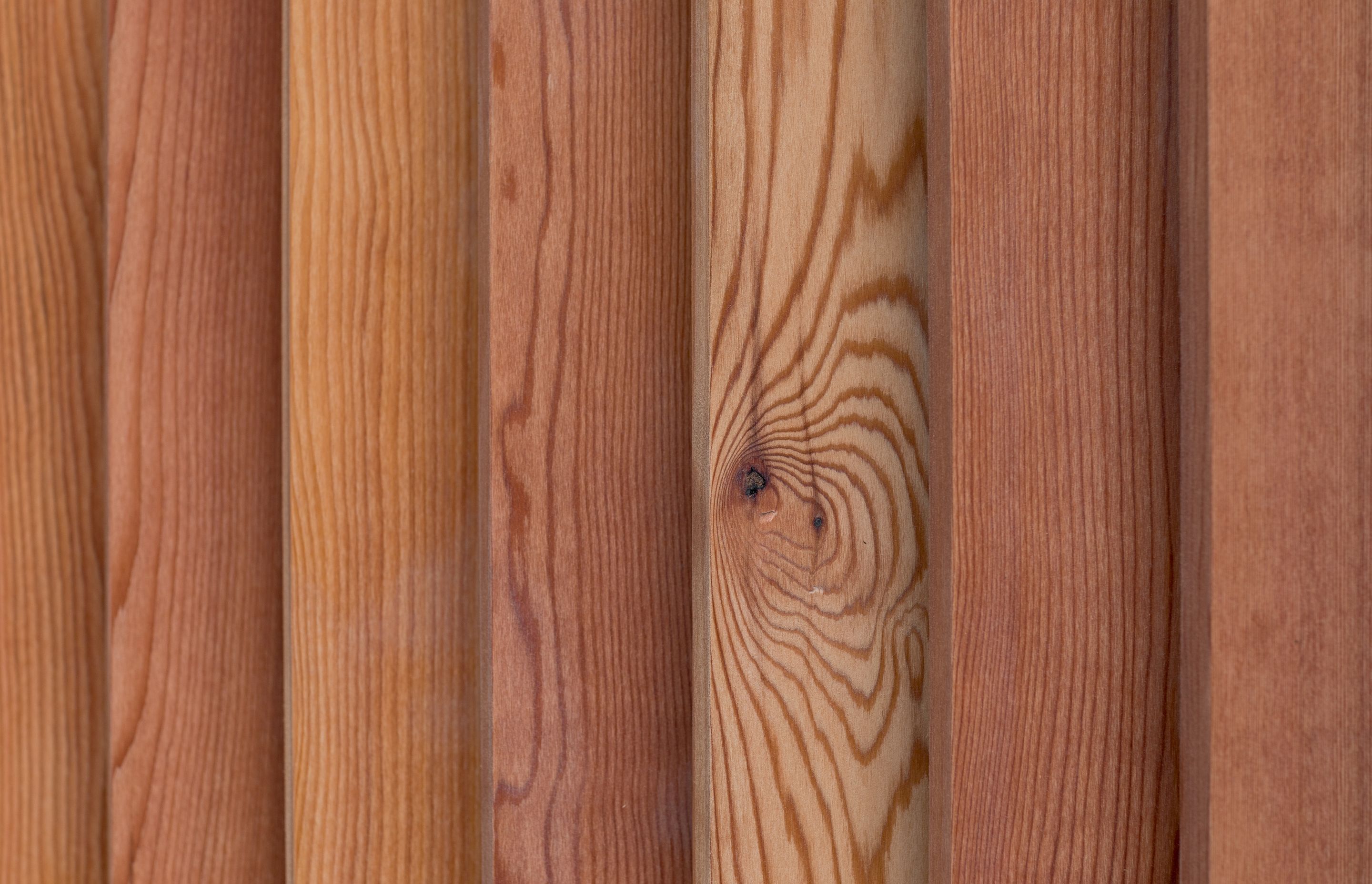 Macrocarpa Masterpiece