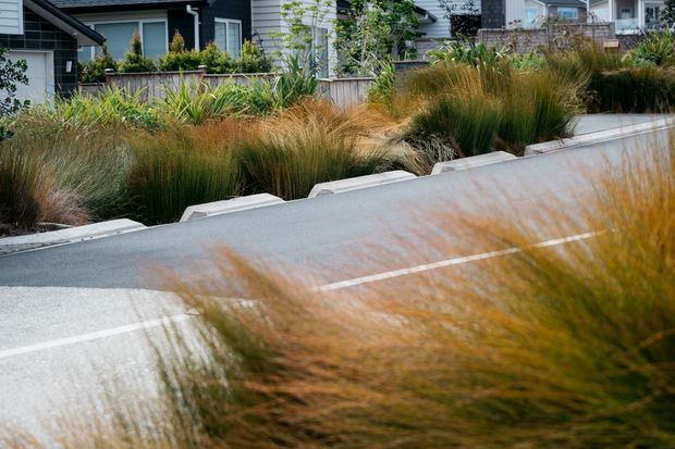 A landscaped streetscape with dense ornamental grasses and low planting beds beside a pale concrete pedestrian path or driveway. Modern residential houses with dark cladding, light horizontal siding, timber fencing, and balconies are visible in the background. The image is dominated by soft, natural planting and clean contemporary suburban infrastructure.