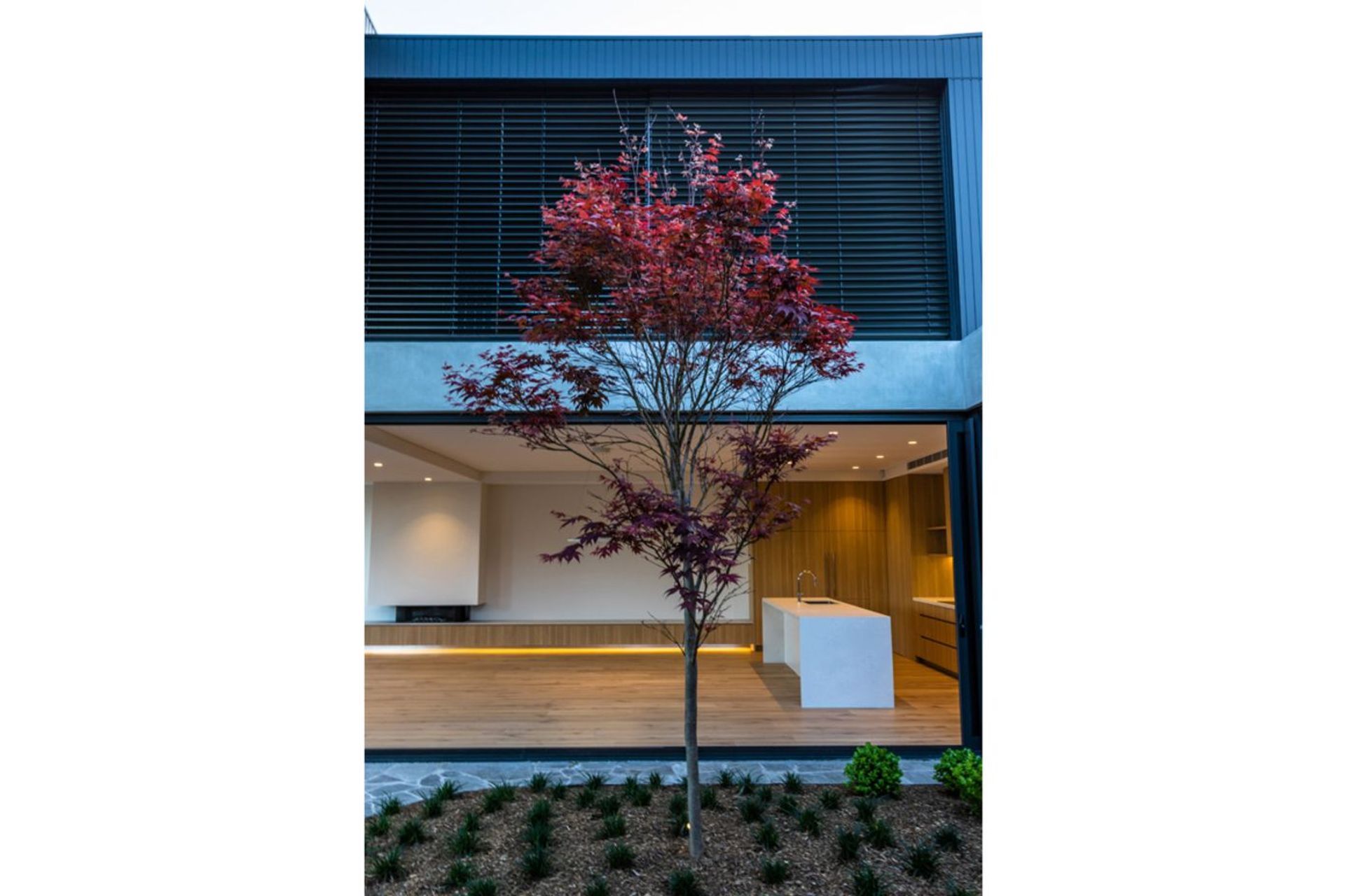 Court-Tree-1.jpg