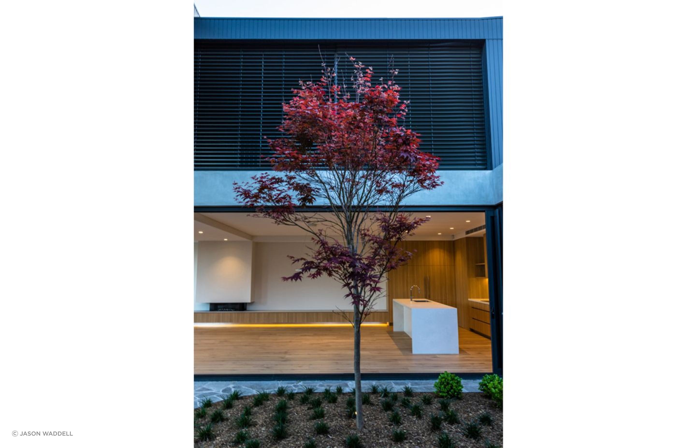 Court-Tree-1.jpg